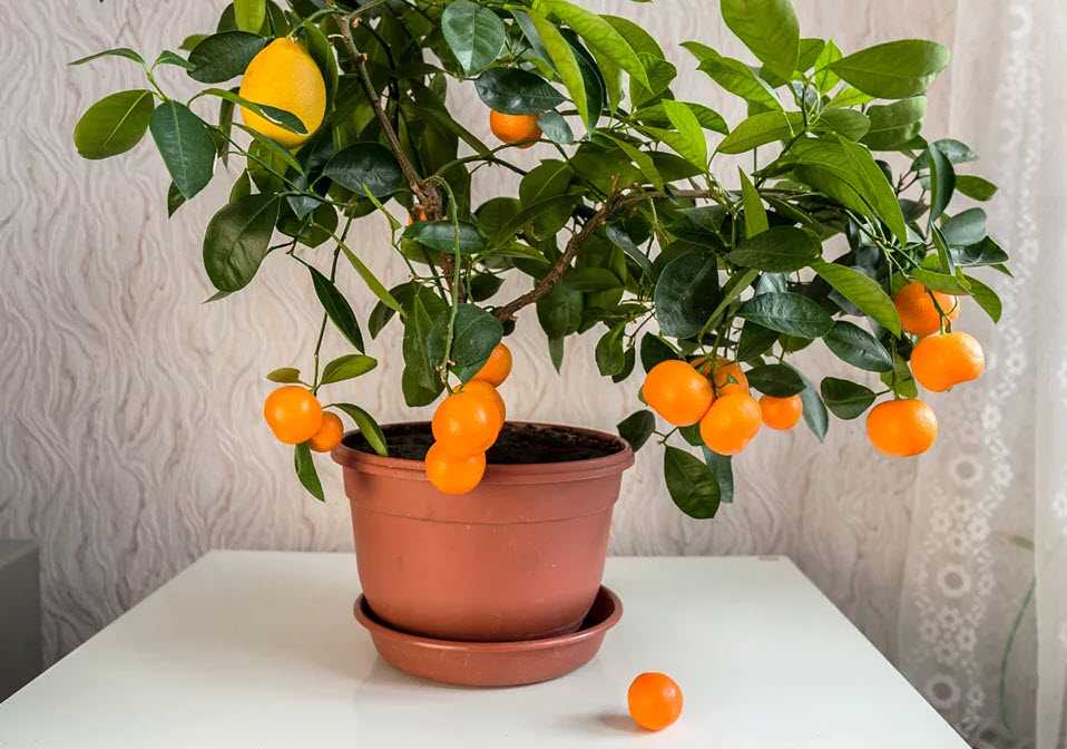 Виды и формы комнатных цитрусовых: что можно вырастить в квартире?