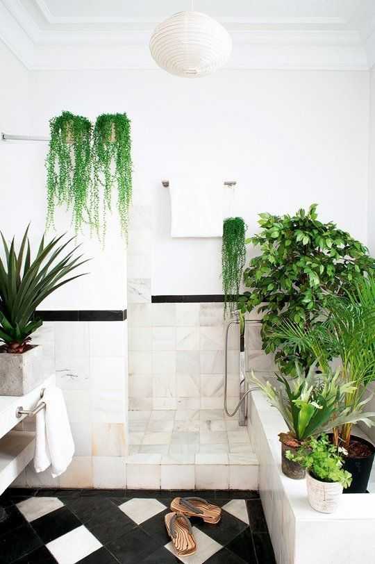 Фэн-шуй ванной комнаты. растения в ванной комнате.. обсуждение на liveinternet