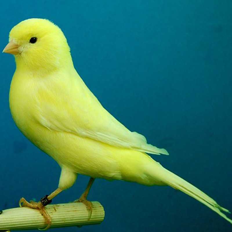 Canary перевод. Canary - канарейка. Птичка кенар. Норейка. Изабелловая канарейка.