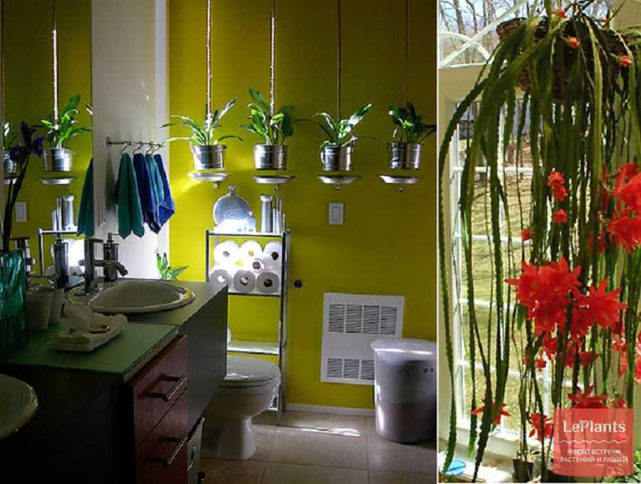 10 лучших растений для ванной комнаты. | tobehome.ru