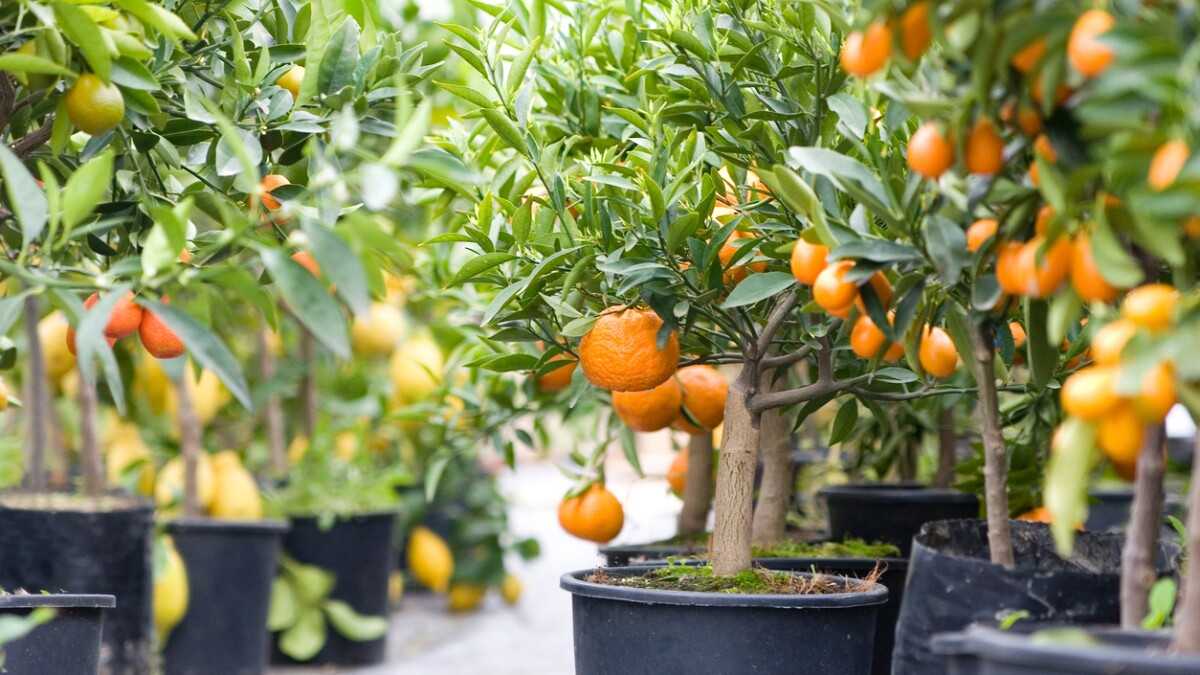 Суеверия и приметы при выращивании цитрусовых растений