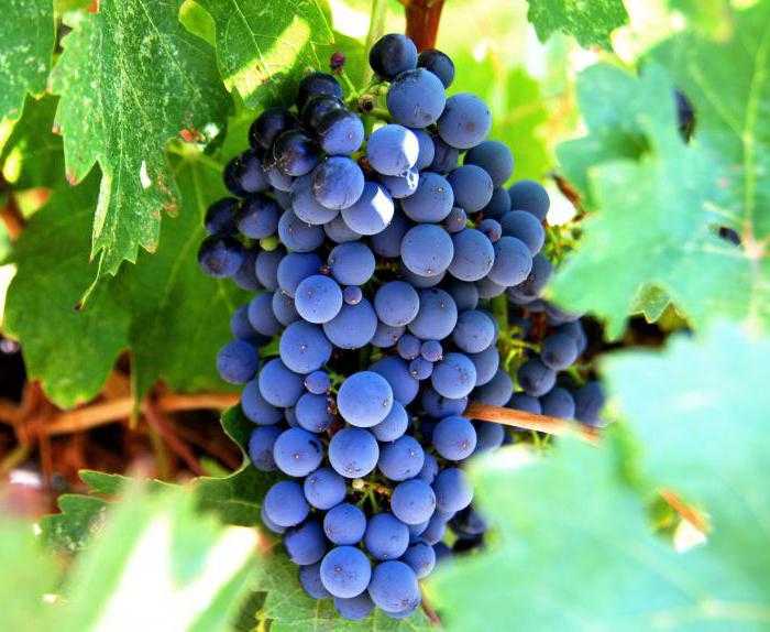 🍷сорта винограда для домашнего вина