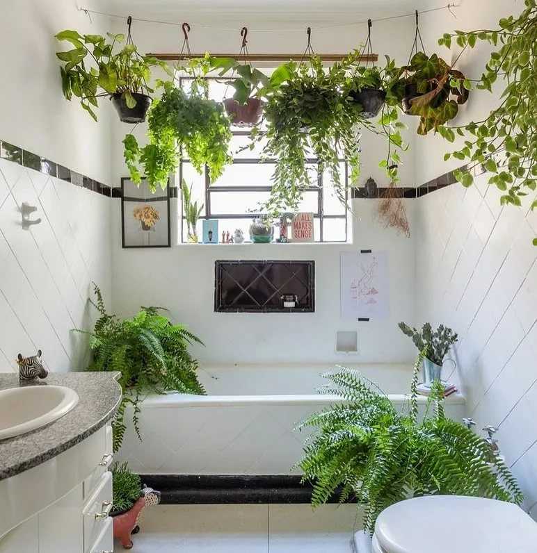 Цветы в ванной комнате без окна: какие выбрать и как ухаживать