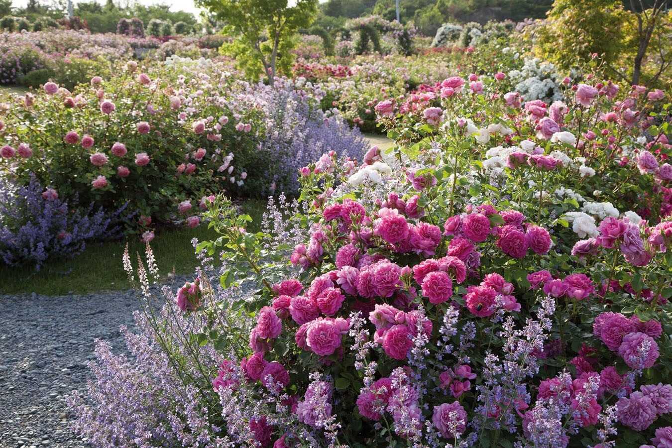 Лучшие почвопокровные розы для подмосковья, цветущие всё лето