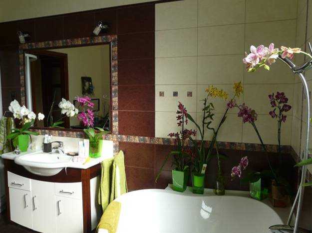 Цветы для ванной комнаты без окон
