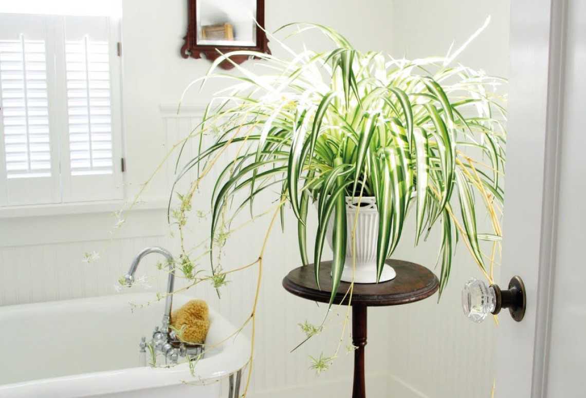 Растение в ванной комнате: хитрости домашнего цветоводства - статьи - small spaces - homemania