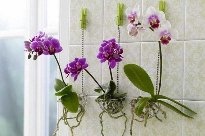 Этим 10 интерьерным растениям будет комфортно даже в ванной комнате без окна. никогда бы не подумала, что…