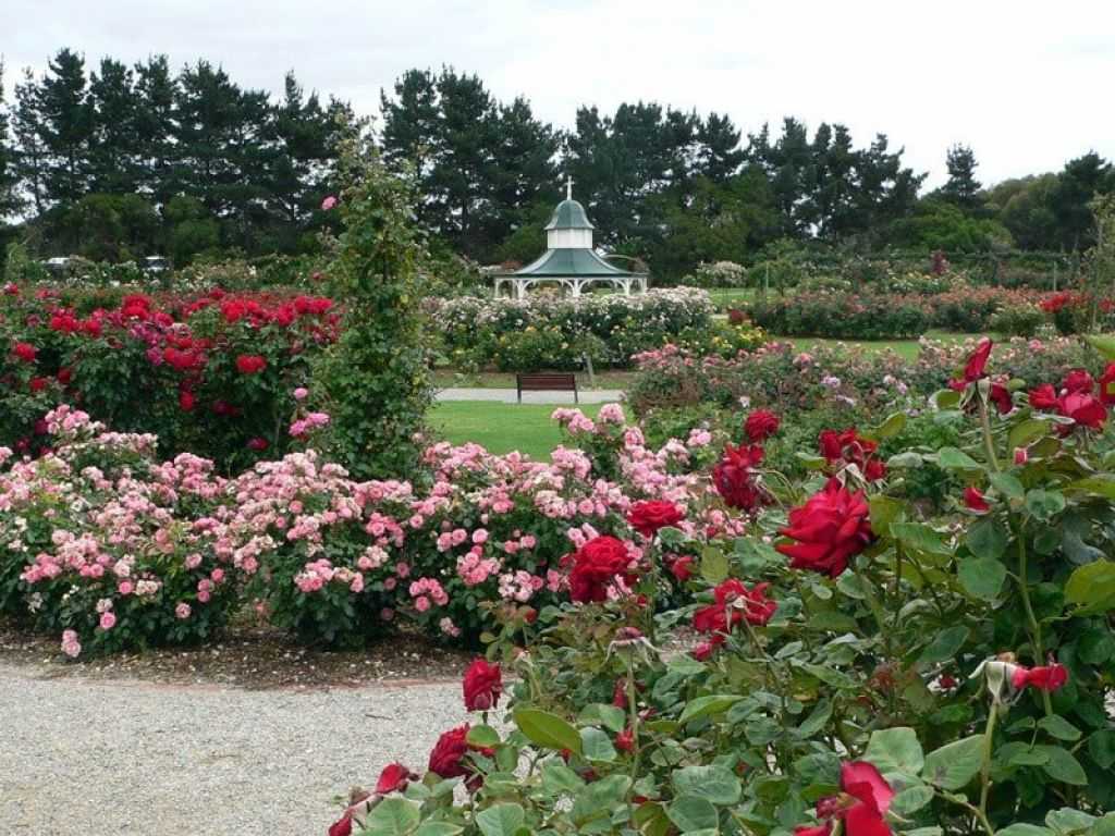 Лучшие сорта роз для подмосковья с названиями и фото