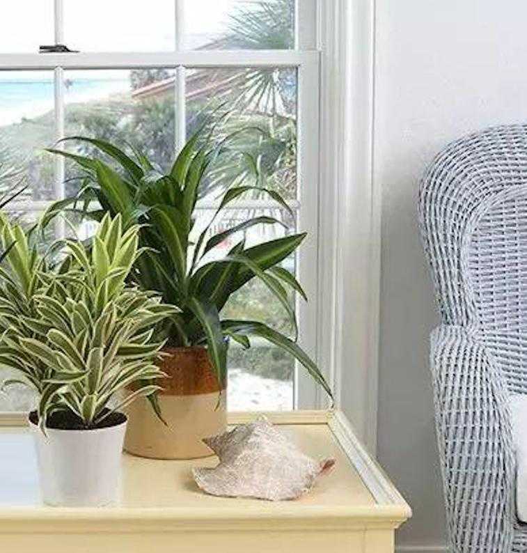 Комнатные растения, очищающие и увлажняющие воздух