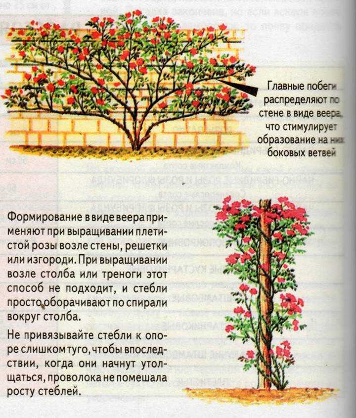 10 секретов выращивания комнатных роз. освещение, выбор места, уход в домашних условиях. фото — ботаничка.ru