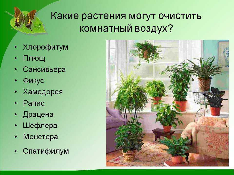 Как выбрать подходящие комнатные растения для детей?