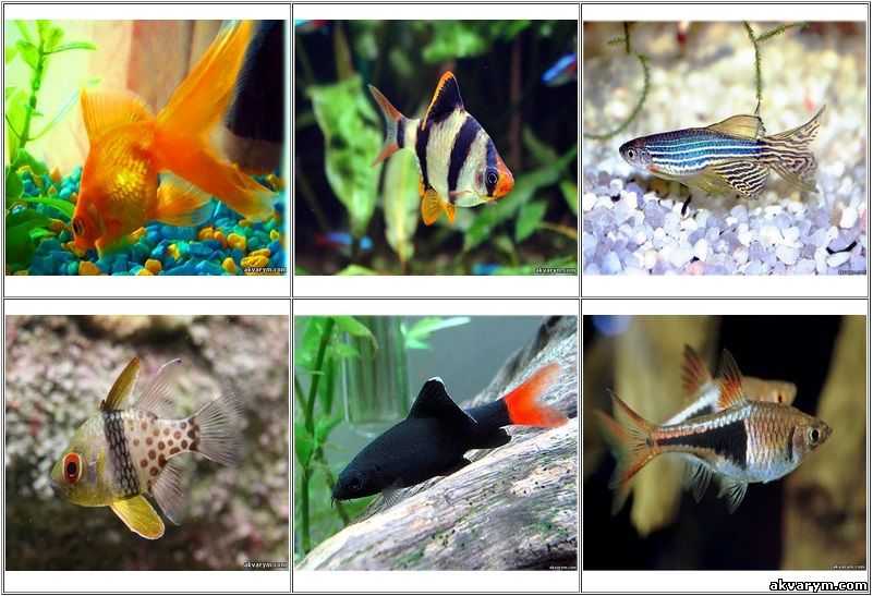 Виды аквариумных рыб с фото