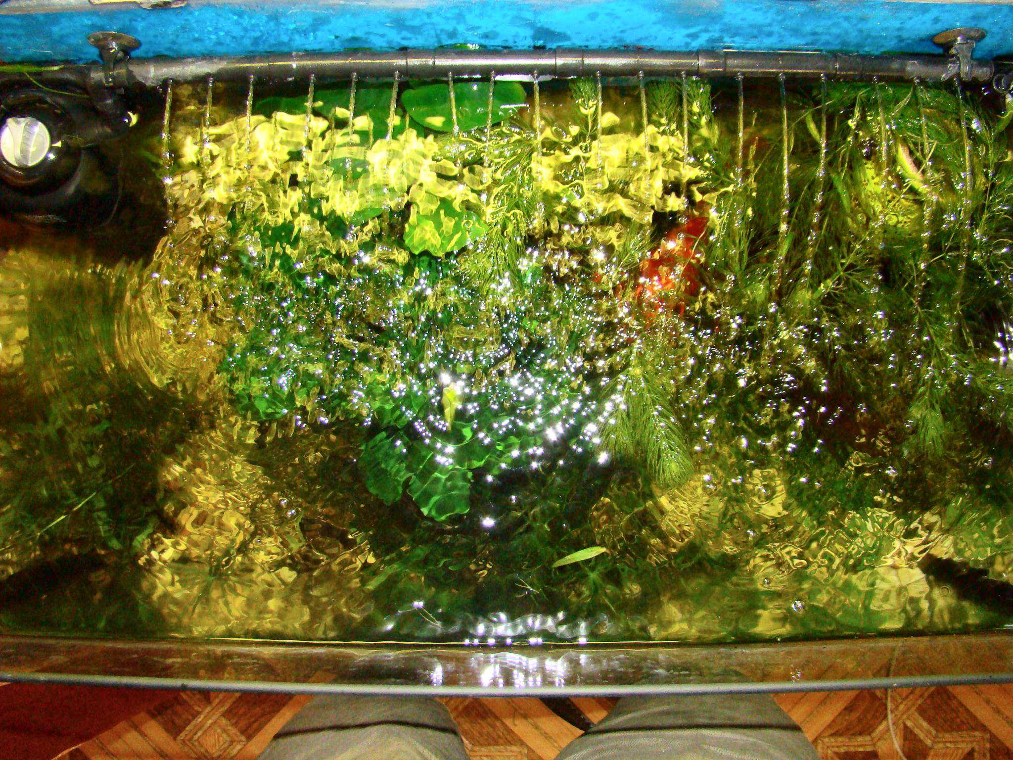 Кондиционеры для воды в аквариуме (метиленовый синий, aquacons и другие): отзывы об аквариумных средствах для чистой воды
