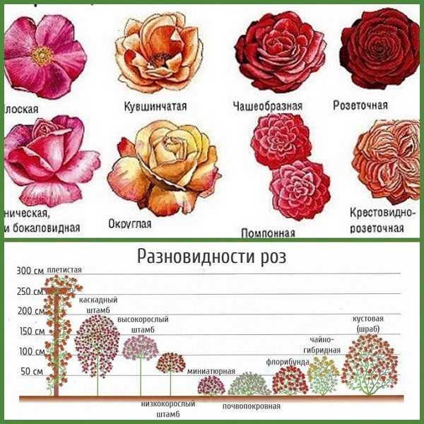 12 лучших сортов роз для подмосковья