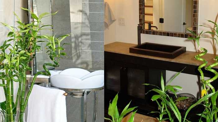 Топ-7 лучших растений для ванной: где и как разместить, советы по уходу