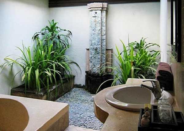 Домашние растения для ванной комнаты