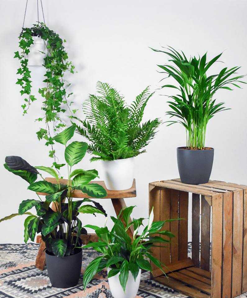 Комнатные растения для домашней очистки воздуха