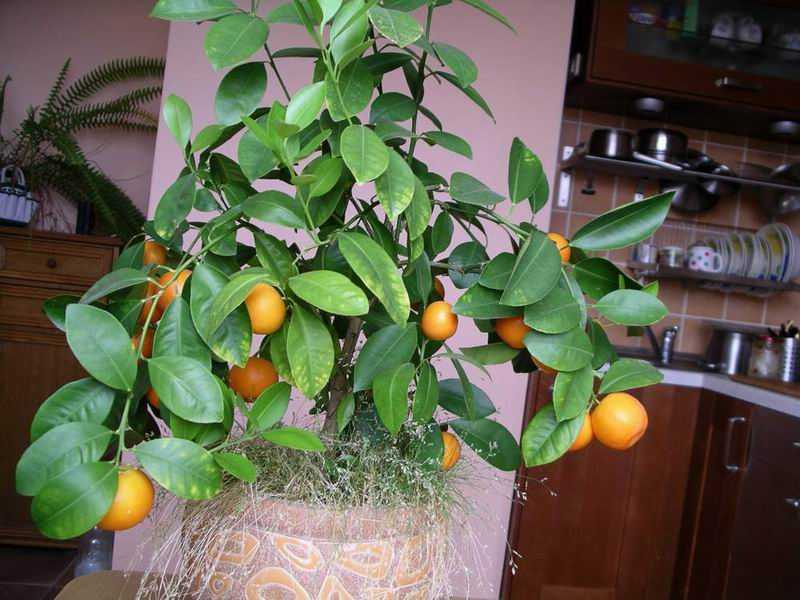 Гибриды цитрусовых: сорта и выращивание дома