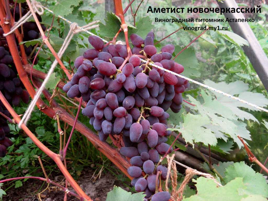 Основные сорта винограда для виноделия