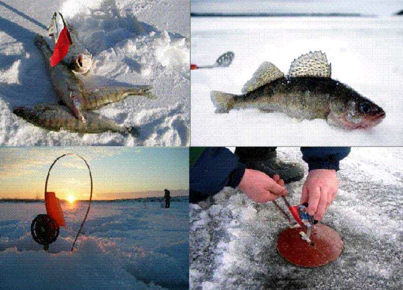 Как выбрать жерлицу для зимней рыбалки