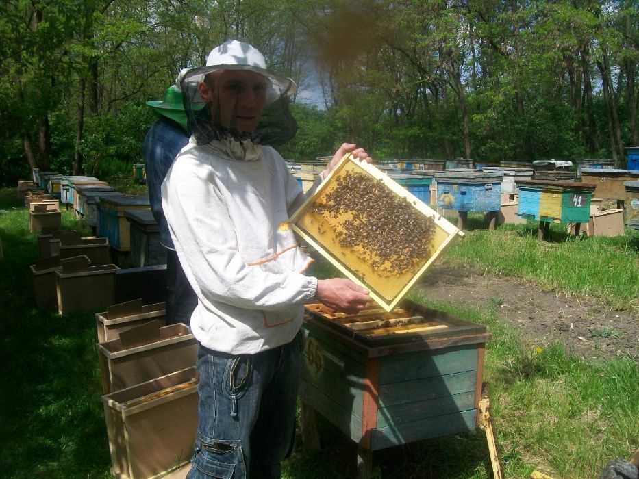 Купить пчел мордовия