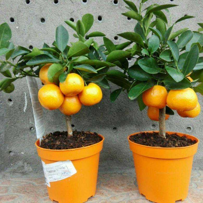 Комнатные цитрусовые растения - мандарин, апельсин, каламондин, грейпфрут и цитрон