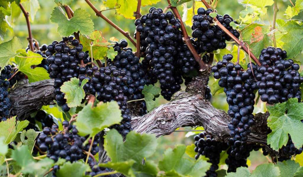 Сорта винограда для красного вина - топ 15