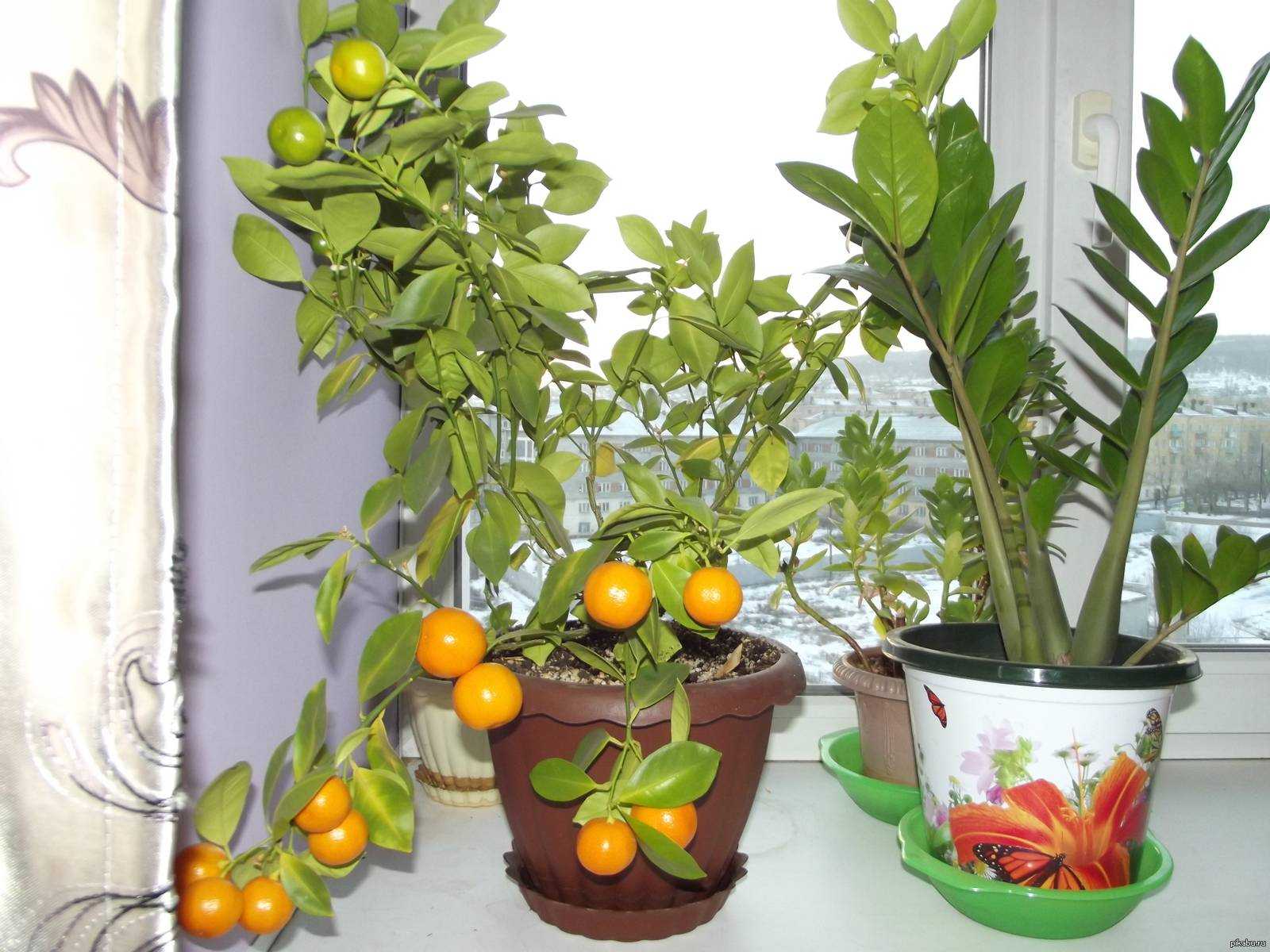 Виды цитрусовых для комнатного выращивания: обзор популярных
